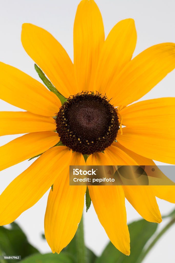 fiore - Foto stock royalty-free di Arancione