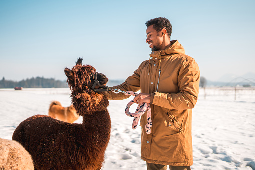 Outdoor touching winter scene. Side shot of curly hair man and a brown alpaca. He is petting the mammal.