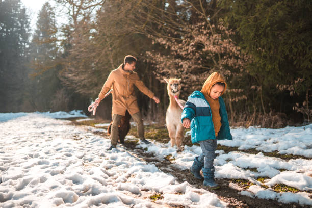 Outdoor winter morning. Mixed race father and son wearing warm clothing and walking with alpacas in the snowy winter wonderland.