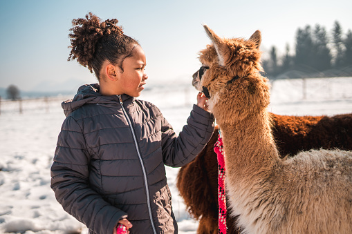 Outdoor touching winter scene. Side shot of curly hair girl and her alpaca. She is petting the mammal.