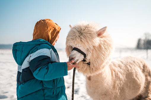 A moment of pure love and affection captured. Mixed race boy shares a tender moment with his furry friend, a white alpaca, in the snow.