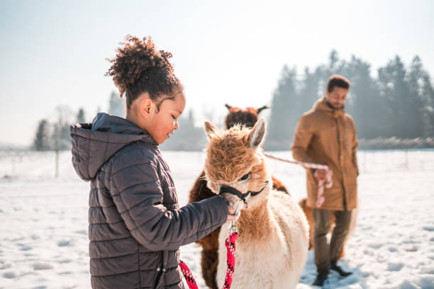istock Young Girl Shares Affection with Alpaca 1868479828