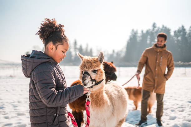 istock Alpaca Love From Mixed Race Family 1868479831