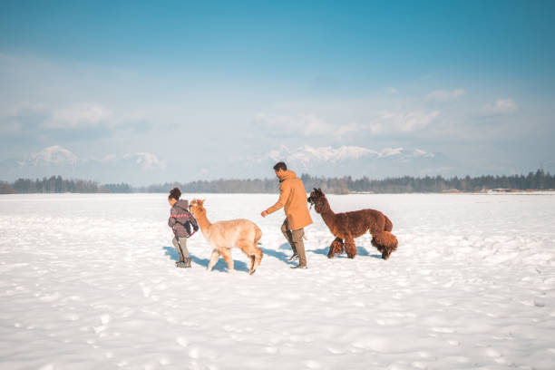 Full length shot of a young mixed race girl guides a snowy walk. Multiracial family takes their two alpacas out for a winter walk in the snowy landscape.
