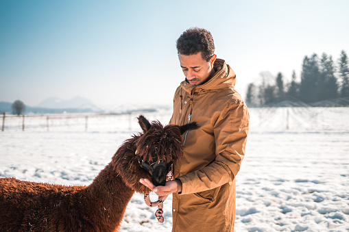 Charming winter scene. A short hair man and his alpaca friend enjoy each other's company. He is feeding it using his hand.