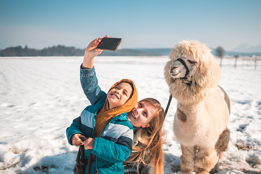 Smiley memories in the winter. Caucasian mother bonds with her mixed-race child as they take a selfie together with a white alpaca on a sunny winter day.