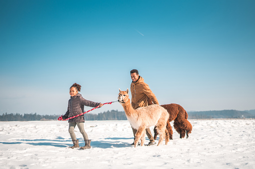 Outdoor shot of a happy black father and his daughter. They are walking with alpacas on a snowy road.