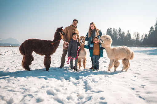 Outdoor portrait in the snow, multiracial family surrounded by a beautiful winter landscape. They are holding three alpacas on leashes and smiling.