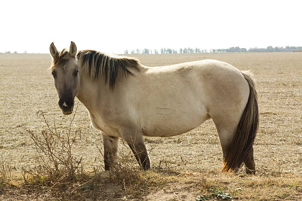 istock Gray Horse in the field 186848012
