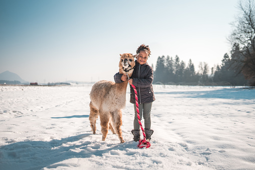 In this winter wonderland, a furry alpaca and a little girl share a moment of connection. They enjoy the beauty of the snowy landscape.