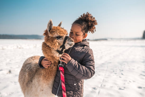 A heartwarming moment captured as a mixed race girl shares affection with her alpaca friend. They are both finding warmth and comfort in the snowy winter setting.