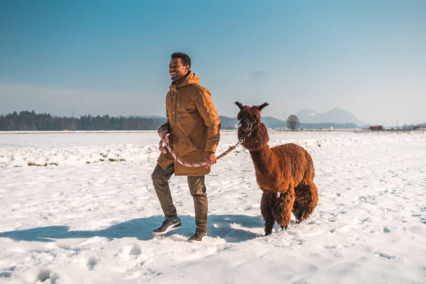 istock Cheerful African American Man Walking with an Alpaca 1868480366