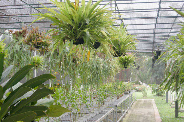 istock Flower and ornamental plant cultivation area 1868480372