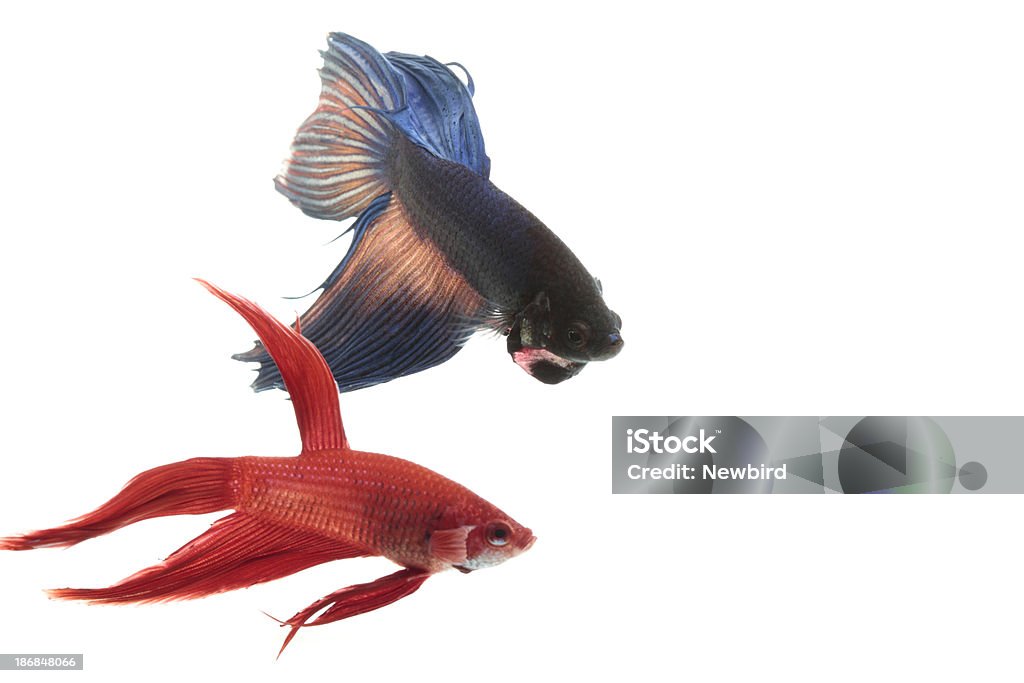 Luta peixes siamês - Foto de stock de Foto de estúdio royalty-free