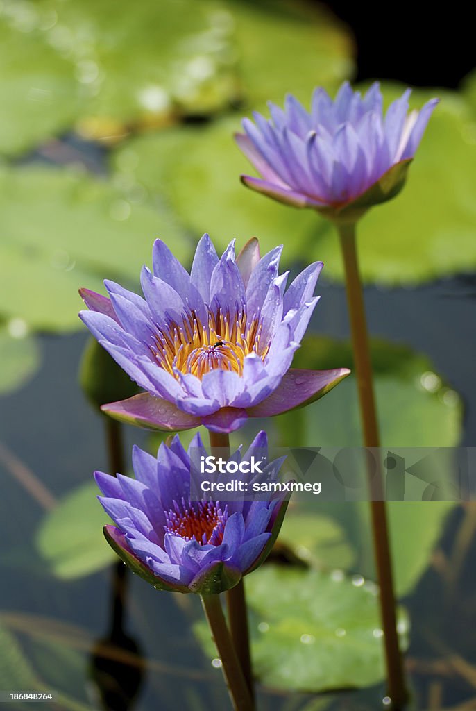 lotus Вода Lily - Royalty-free Ao Ar Livre Foto de stock
