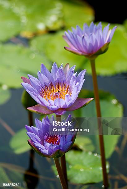 Lotus Вода Lily - Fotografias de stock e mais imagens de Ao Ar Livre - Ao Ar Livre, Azul, Beleza