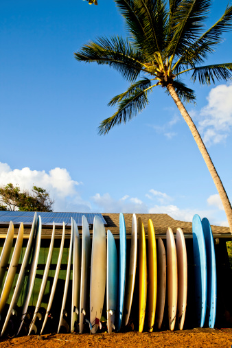 Surfboards in a tropical setting. Copy space.