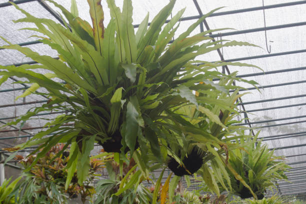 istock Flower and ornamental plant cultivation area 1868483797