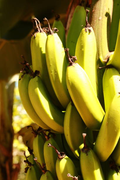 istock Banana Tree with Bunch of Green Bananas 1868484343