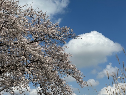 桜と雲
