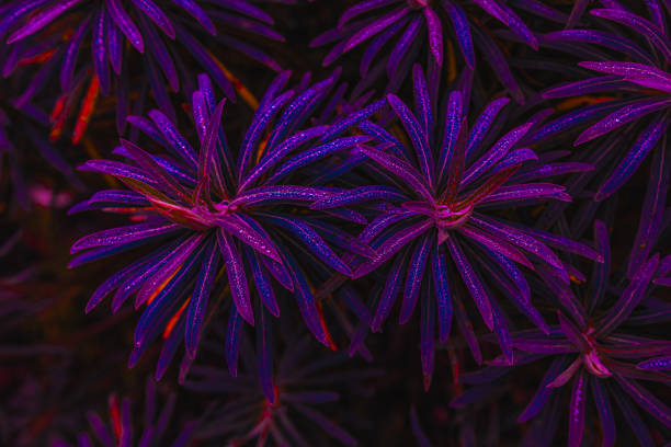 istock Colorful purple flowers 1868487269