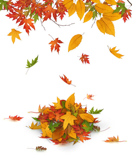 istock Colorful Autumn Leaves Falling From The Trees 186848753
