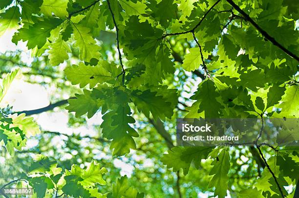 Foto de Folhas De Carvalho e mais fotos de stock de Bosque - Floresta - Bosque - Floresta, Copagem, Crescimento