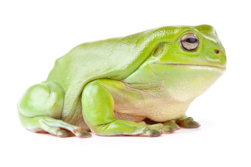 Australian Green Tree Frog (Litoria Caerulea) isolated on a plain white background.