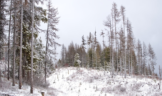 Fresh snow in the middle of a forest, accessible only via remote access roads, with snow covered trees and mountains in the background.