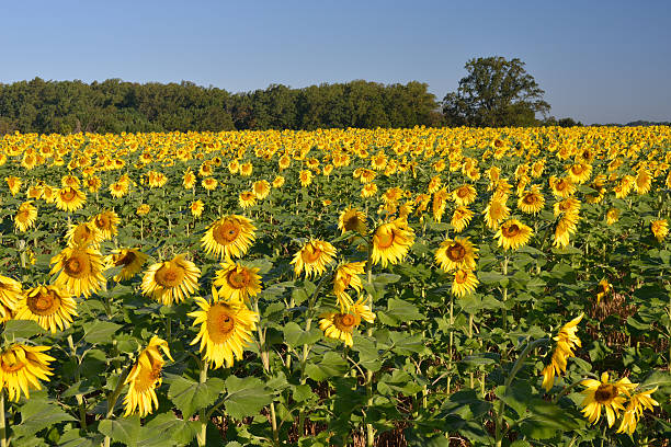 istock Field of Sunflowers 186849273