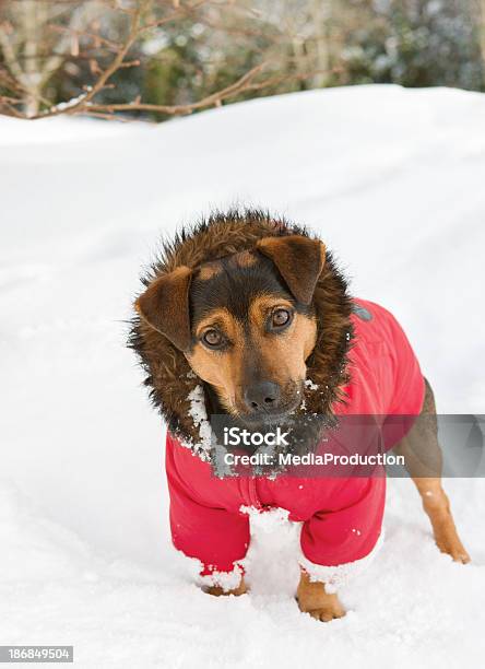 Foto de Curioso Olhando Cachorro Com Um Casaco e mais fotos de stock de Animal - Animal, Animal de estimação, Assistindo