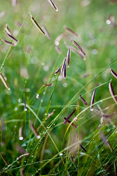 Blue Grama Grasses stock photo