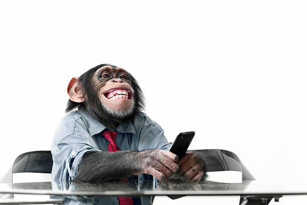 macho chimpanzé em roupas de negócios - telephone chimpanzee monkey on the phone imagens e fotografias de stock