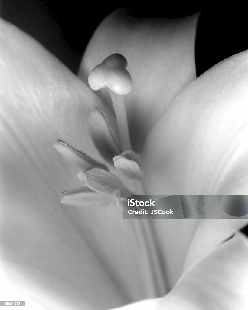 Easter Lily Close up of an Easter lily Flower Stock Photo