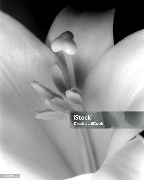Easter Lily Stock Photo - Download Image Now - Flower, Lily, Nature