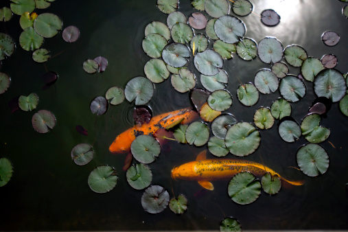 Large orange Koi swim in a pond with lily pads.
