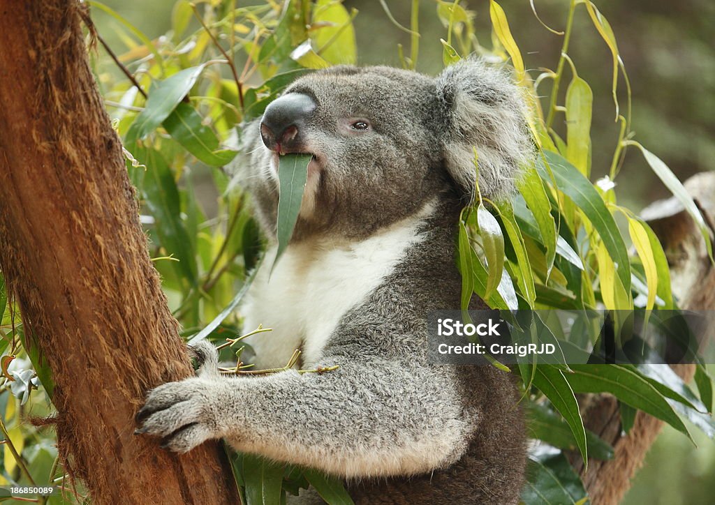 коала - Стоковые фото Австралия - Австралазия роялти-фри