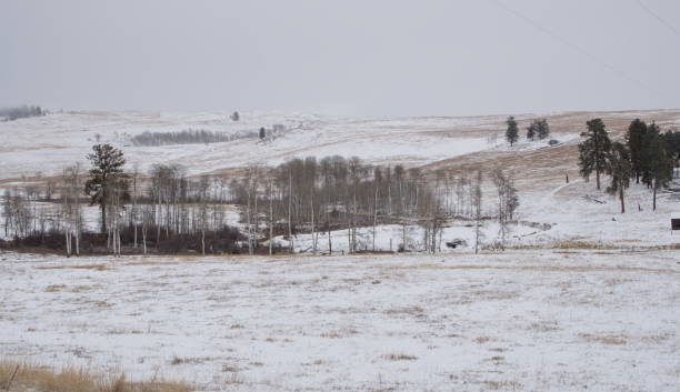 istock Snowy trees along farmer's field 1868501412