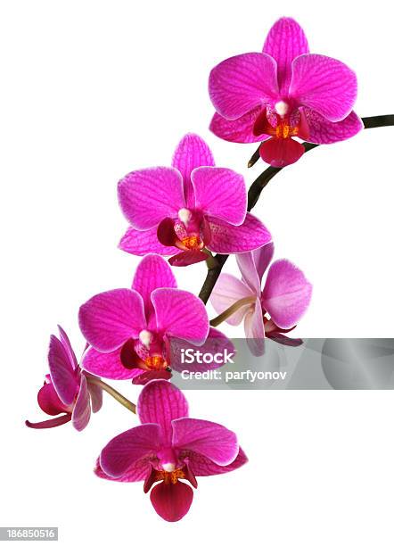 Pink Orchid Flowers On White Stock Photo - Download Image Now - Cut Out, Orchid, White Color