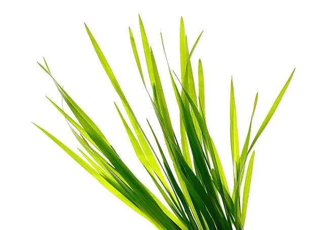 Photo of Multiple blades of green grass on a white background