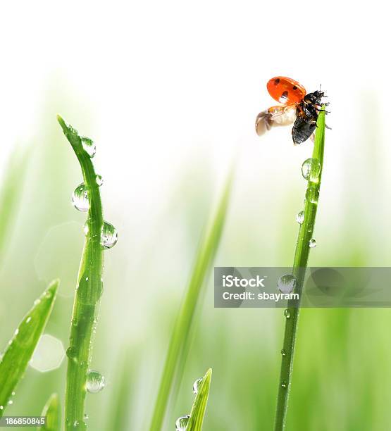 Photo libre de droit de Coccinelle Sur Gazon Vert banque d'images et plus d'images libres de droit de Coccinelle - Coccinelle, Aile d'animal, Botanique