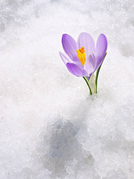 Crocus in the snow "One crocus longiflorus, flowering in the last snow of spring.Other images in:" crocus tommasinianus stock pictures, royalty-free photos & images
