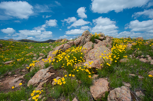 Wild flowers bloom along a trail in a colorful Colorado spring landscape on Arapahoe Pass in the Rocky Mountains