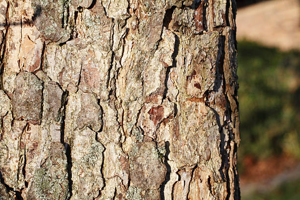 istock Delicate grey bark of Turkish hazel nut tree 186851320
