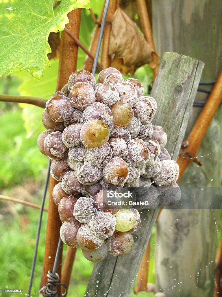 Trauben und Schimmel - Lizenzfrei Grauschimmelfäule Stock-Foto