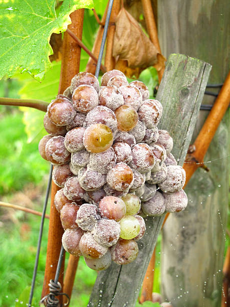 Grapes with mold stock photo