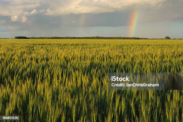 Agricultores De Campo Arcoíris - Fotografias de stock e mais imagens de Colheita - Colheita, Manitoba, Trigo