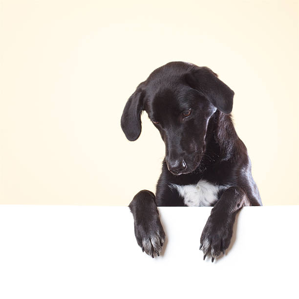 istock Dog looking down with paws over white poster 186851438