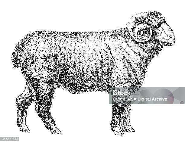 Ram Antique Animal Illustrations Stock Illustration - Download Image Now - Sheep, Black And White, Line Art