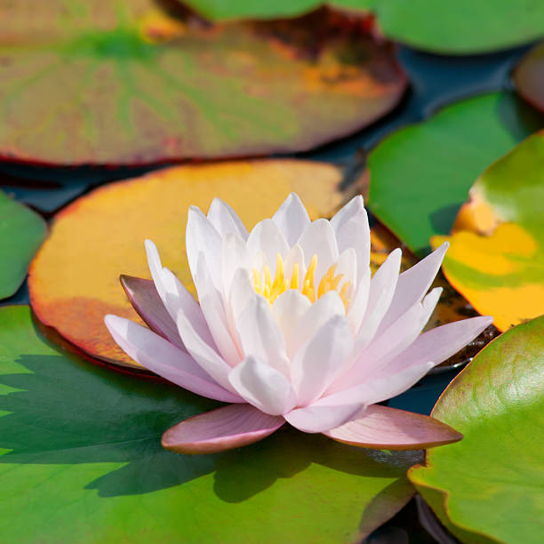 istock White waterlily with large green and yellow leaves 186851606